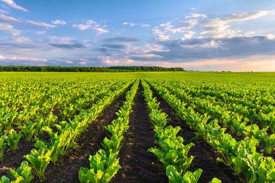 God's Beet Field